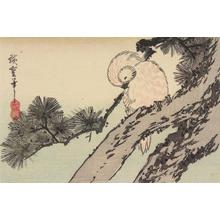 Utagawa Hiroshige: Owl on a Pine Branch - University of Wisconsin-Madison