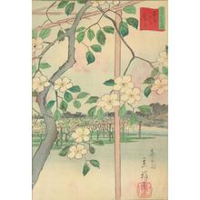 二歌川広重: Pear Trees as Rokugo, no. 8 from the series Thirty-six Flowers at Famous Places in Tokyo - ウィスコンシン大学マディソン校