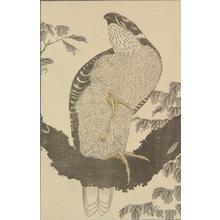 Katsushika Hokusai: Untitled (Hawk), from the portfolio Hokusai's Shashin Gwofu - University of Wisconsin-Madison