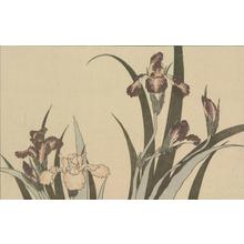 葛飾北斎: Untitled (Irises), from the portfolio Hokusai's Shashin Gwofu - ウィスコンシン大学マディソン校