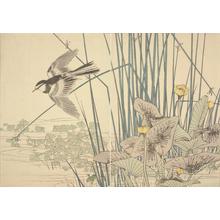 今尾景年: Waterplants, Flying Bird and Frog, from a Book of Pictures of Flowers and Birds by Keinen - ウィスコンシン大学マディソン校