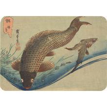 Utagawa Hiroshige: Carp, from a series of Fish Subjects - University of Wisconsin-Madison