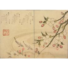 Totoya Hokkei: Trout and cherry blossoms - University of Wisconsin-Madison