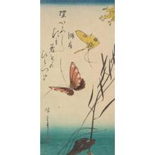 Utagawa Hiroshige: Butterflies and Ominaeshi Flowers - University of Wisconsin-Madison