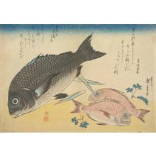 Utagawa Hiroshige: Black Bream and Two Small Red Bream with Sansho, from a series of Fish Subjects - University of Wisconsin-Madison
