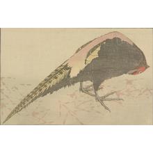 葛飾北斎: Untitled (Phesant), from the portfolio Hokusai's Shashin Gwofu - ウィスコンシン大学マディソン校