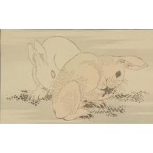 葛飾北斎: Untitled (Two Rabbits), from the portfolio Hokusai's Shashin Gwofu - ウィスコンシン大学マディソン校