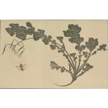 葛飾北斎: Untitled (Bee and Flowers), from the portfolio Hokusai's Shashin Gwofu - ウィスコンシン大学マディソン校