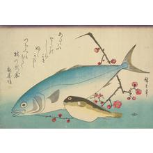 Utagawa Hiroshige: Yellowtail, Blowfish, and a Plum Branch, from a series of Fish Subjects - University of Wisconsin-Madison