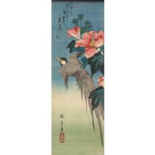 Japanese Print "Long-tailed Magpie? and Hibiscus" by Utagawa Hiroshige, 歌川広重 (Utagawa Hiroshige)