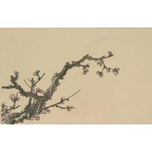 葛飾北斎: Untitled (Cherry Blossoms), from the portfolio Hokusai's Shashin Gwofu - ウィスコンシン大学マディソン校