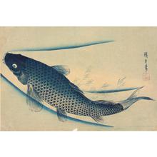 Utagawa Hiroshige: Carp, from a series of Fish Subjects - University of Wisconsin-Madison