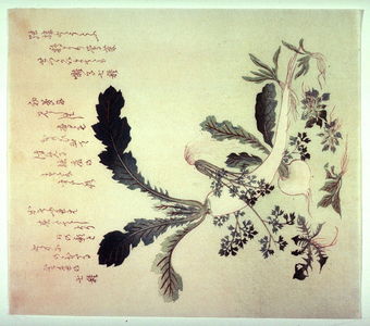 Unknown: Untitled (Radishes and Summer Herbs) - Legion of Honor