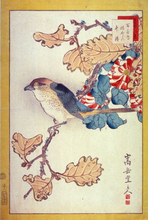 Nakayama Sugakudo: No. 38 Shrike, Withered Oak, Water Camellia (Mozu karegashiwa fuyutsubaki) from the series Forty-eight Birds Drawn from Life (Ikiutsushi yonjuhachiyo) - Legion of Honor