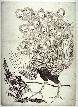 Unknown: Peacock by Rock from a series in Kano style - Legion of Honor