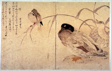 喜多川歌麿: Kingfisher and Ducks, from the book Myriad Birds (also known as The Bird Book) (Edo: Tsutaya J?zabur?, 1790) - Legion of Honor