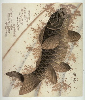 Yashima Gakutei: Carp Ascending a Waterfall, from an untitled series of copies of square surimono - Legion of Honor