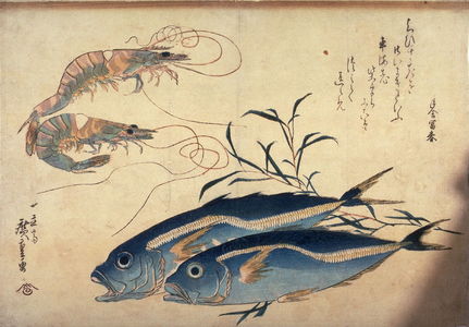 Utagawa Hiroshige: Untitled (Two Prawns, Two Aji, and Tade), one of ten from an untitled series of fish - Legion of Honor