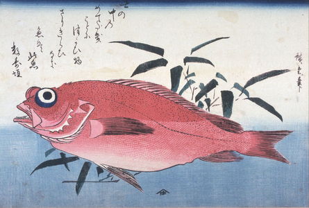 歌川広重: Untitled (Ako and Bamboo Grass), one from a series of large fish - Legion of Honor