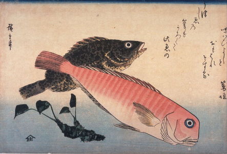 歌川広重: Untitled ( Amadai, Mebaru and Wasabi Root) one from a series of large fish - Legion of Honor