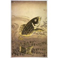 Unknown: [Swimming Carp] - Legion of Honor