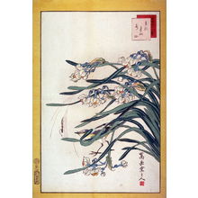 Nakayama Sugakudo: Wagtail and Narcissus (Sekirei suisen,) No. 23 from the series Forty-eight Birds Drawn from Life (Ikiutsushi yonjuhachiyo) - Legion of Honor