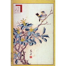 Nakayama Sugakudo: River Sparrow and Kuchinashi Flowers (Kawara hiwa kuchinashi ),No. 40 from the series Forty-eight Birds Drawn from Life (Ikiutsushi yonjuhachiyo) - Legion of Honor
