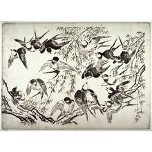 Unknown: Swallows in a Willow Tree - Legion of Honor