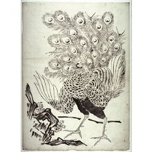 Unknown: Peacock by Rock from a series in Kano style - Legion of Honor