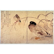 喜多川歌麿: Kingfisher and Ducks, from the book Myriad Birds (also known as The Bird Book) (Edo: Tsutaya J?zabur?, 1790) - Legion of Honor