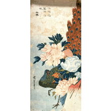 Utagawa Hiroshige: Untitled (Peacock and Peonies) - Legion of Honor