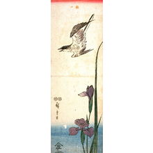 Utagawa Hiroshige: Untitled (Cuckoo and Iris) - Legion of Honor