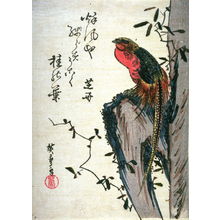 Utagawa Hiroshige: Untitled (Golden Pheasant on Rock) - Legion of Honor