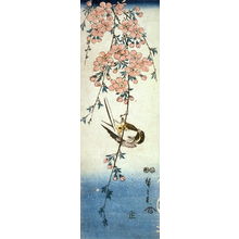 Utagawa Hiroshige: Untitled (Small Bird on Trailing Cherry Branch) - Legion of Honor