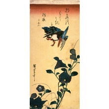 Utagawa Hiroshige: Untitled (Kingfisher and Bellflower (Kikyo)) - Legion of Honor