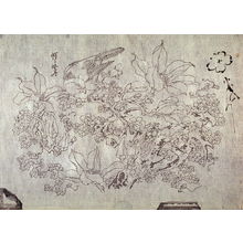 Kawanabe Ky?sai: Untitled (Parrot and Cicada on Magnolia, sketch of Plum Blossom) thirteenth of a group of thirteen proofs from the key blocks of fan prints combining genre and floral studies - Legion of Honor