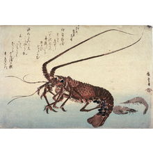 歌川広重: Untitled (Lobster and Two Shrimp),one of ten from an untitled series of fish - Legion of Honor