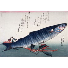 Utagawa Hiroshige: Untitled (Bora, Udo, and Camellia),one of ten from an untitled series of fish - Legion of Honor