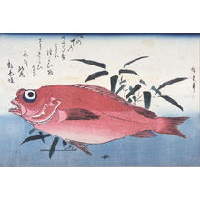 Utagawa Hiroshige: Untitled (Ako and Bamboo Grass), one from a series of large fish - Legion of Honor