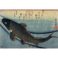 歌川広重: Untitled (Swimming Carp), one from a series of large fish - Legion of Honor