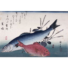 Utagawa Hiroshige: Untitled (Suzuki, Kimmedai, Shiso), one from a series of large fish - Legion of Honor