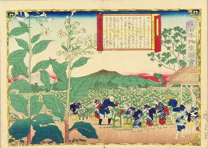 Utagawa Hiroshige III: Tobacco plantation in Osumi Province, from - Hara Shobō