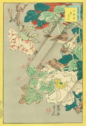 SUGAKUDO: Chinese hawk-cuckoo and peony, from - Hara Shobō