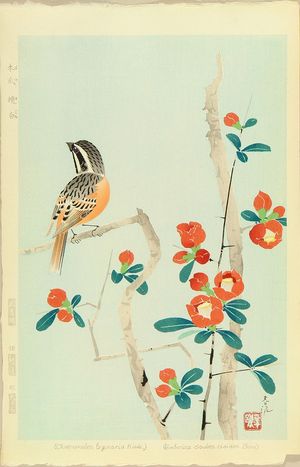 SHUNDEI: A bunting perched on chaenomeles - Hara Shobō