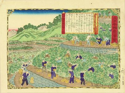 Utagawa Hiroshige III: Tangerine plantation, Kii Province, from - Hara Shobō