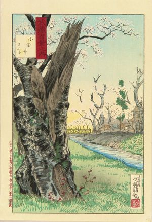 Kobayashi Kiyochika, 小林清親 (KIYOCHIKA)による浮世絵「Cherry blossom at Koganei, from」