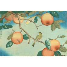 小林清親: White-eye perched on a persimmon tree branch, 1880 - 原書房