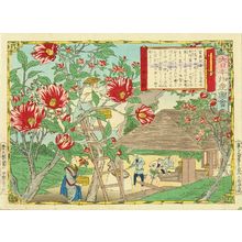 三代目歌川広重: Camellia Oil, Izu Province, from - 原書房