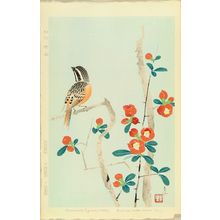 SHUNDEI: A bunting perched on chaenomeles - 原書房