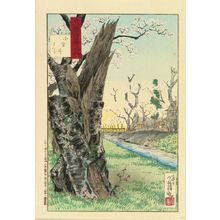 Kobayashi Kiyochika, 小林清親 (KIYOCHIKA)による浮世絵「Cherry blossom at Koganei, from」